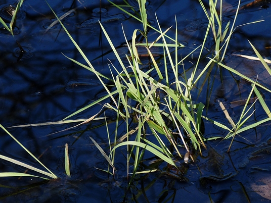 {Torreyochloa pallida}